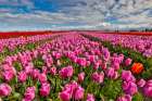 USA, Washington State. Skagit Valley, tulips grown in field Art Print
